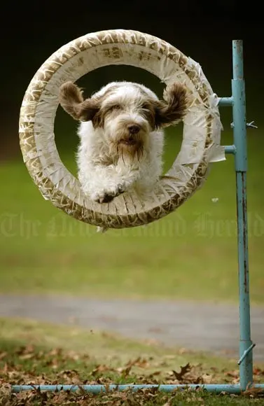 Showing agility