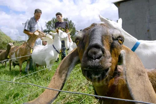 Goat farm