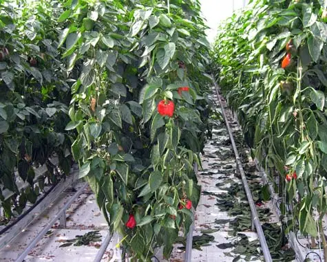 Capsicums growing in a greenhouse