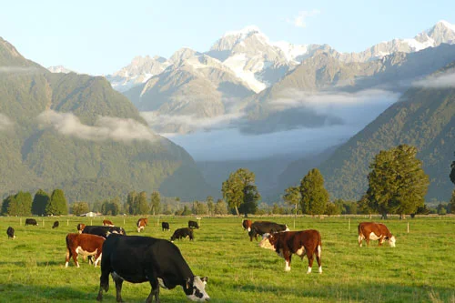 Great dairying country