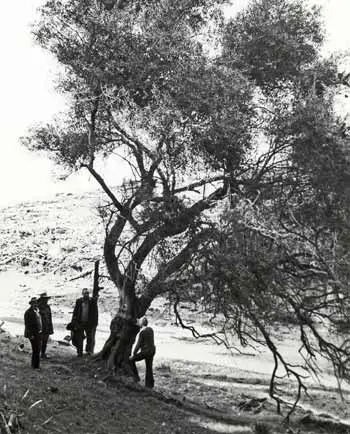 Manuel José’s olive tree