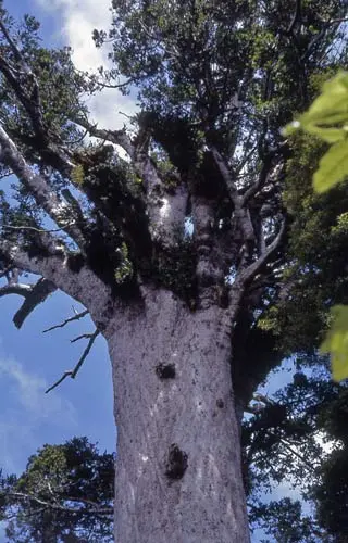 Tāne Mahuta, Waipoua kauri forest