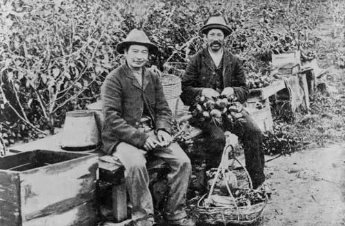 Market gardeners, 1888