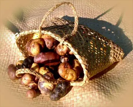 Potato harvest