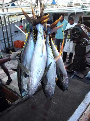 Yellow-fin tuna