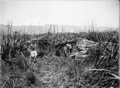 Cutting flax