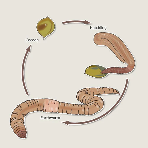 Earthworm life cycle