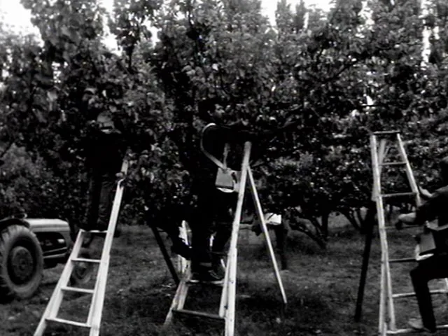 First Country calendar programme