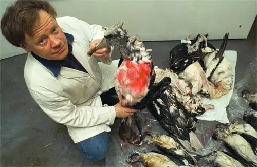 Dead seabirds