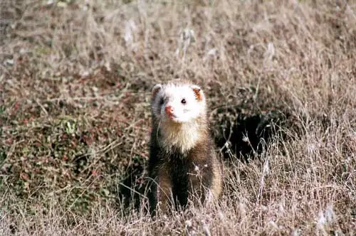 Ferret