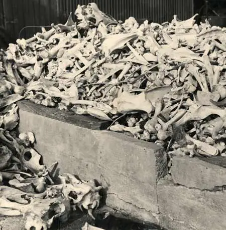 Bones for superphosphate