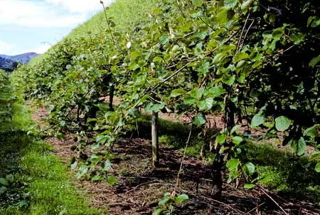 Kiwifruit vines