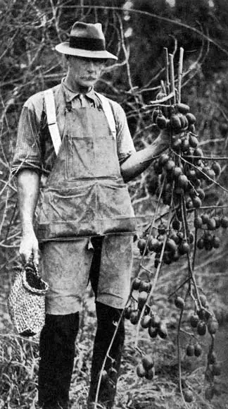 Hayward Wright and kiwifruit