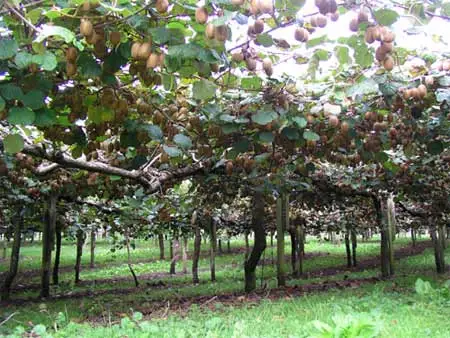 Kiwifruit orchard, Bay of Plenty