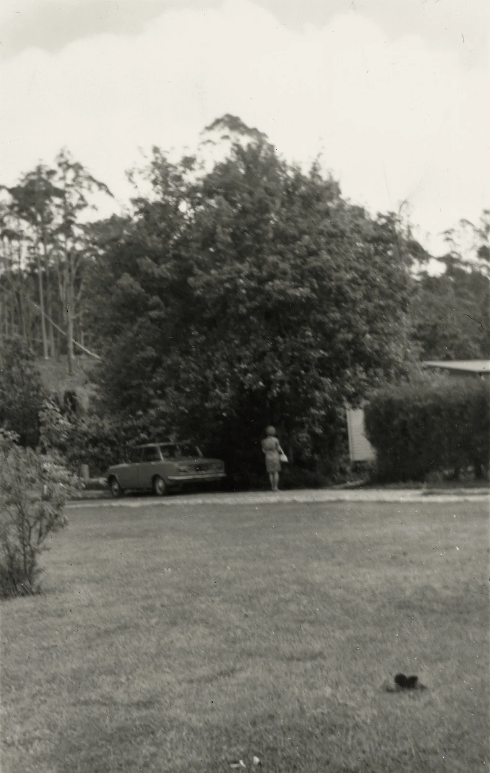 Old Pear Tree at Kerikeri