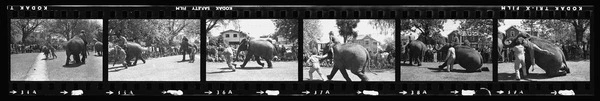 Elephant race