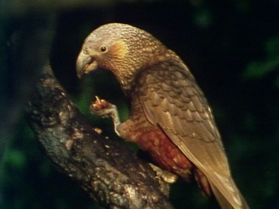 Kākāpō - Night Parrot