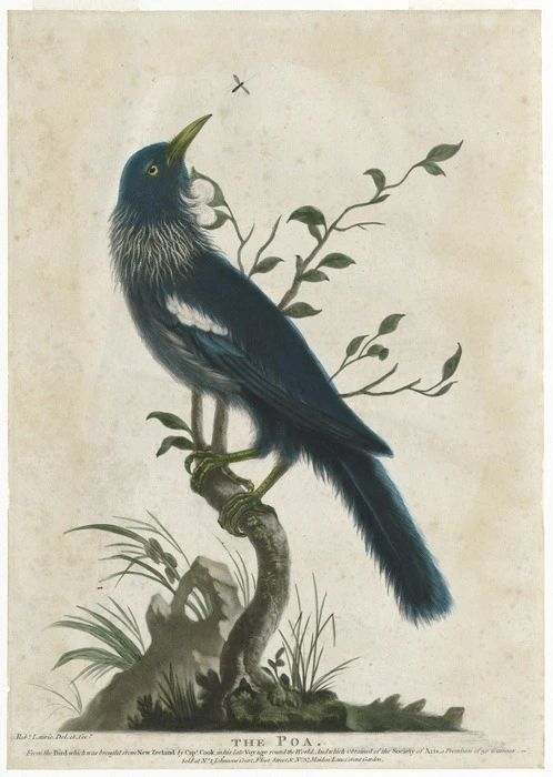 Laurie, Robert ca 1775-1836 :The poa. From the bird which was brought from New Zealand by Capt. Cook in his late voyage round the world. And which obtained of the Society of Arts, a premium of 30 Guineas. - Sold at No. 1. Johnsons Court, Fleet Street, & No. 37 Maiden Lane, Covent Garden. Robt Laurie del et fec [1776]