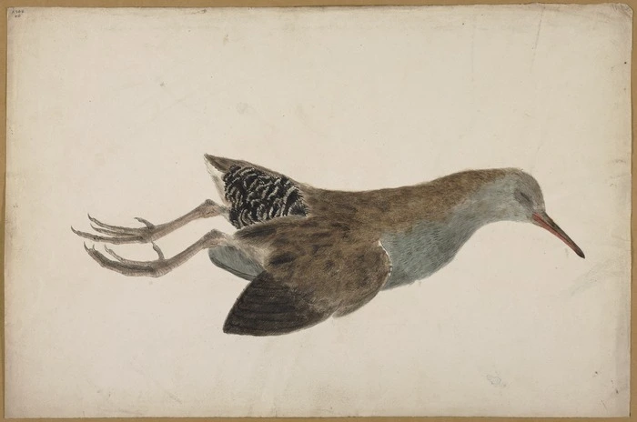 Ellis, William Wade, d 1785 :[Dead bird. 1778 or 1779]