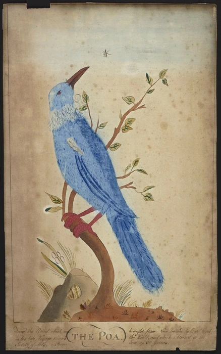 Artist unknown :The Poa from the bird which was brought from New Zealand by Capt Cook in his late voyage round the world, and which obtained of the Society of Arts, a premium of 30 guineas. [ca 1800]