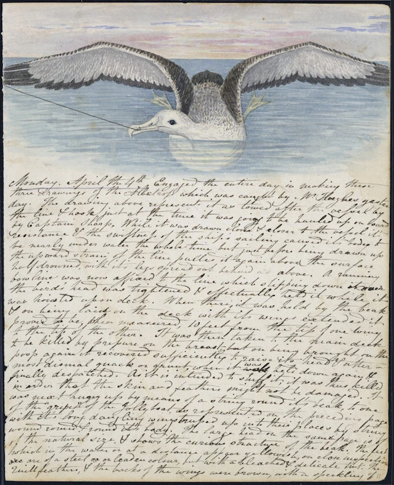 Diary page including sketch of an albatross caught on fishing line