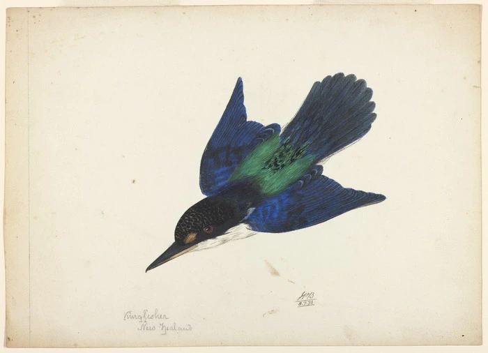 Backhouse, John Philemon 1843-1908 :Kingfisher, New Zealand. 9/7/ [18]73