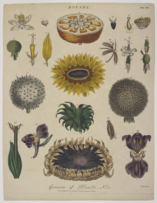 Pass, John, 1783?-1832 [engraver] :Genera of plants. No. 3. Botany. Plate XIII. Pass sculp. London, J. Wilkes, August 1st 1799.