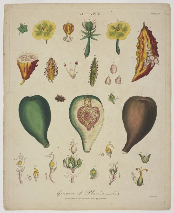 Pass, John, 1783?-1832 [engraver] :Genera of plants. No. 4. Botany. Plate XIV. Pass sculp. London, J. Wilkes, August 4th 1799.
