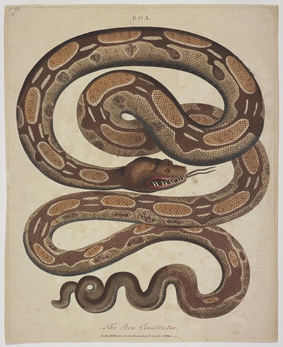 Pass, John, 1783?-1832 [engraver] :The Boa constrictor. Boa. J. Pass sculp. London, J. Wilkes, Jan. 11 1800.